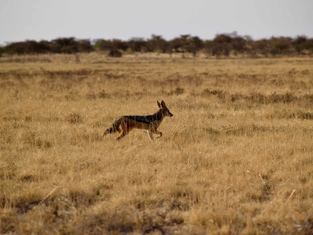 brown giraffe on brown grass field during daytime