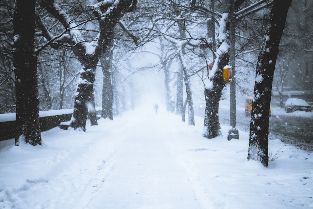 snow covered road between trees during daytime