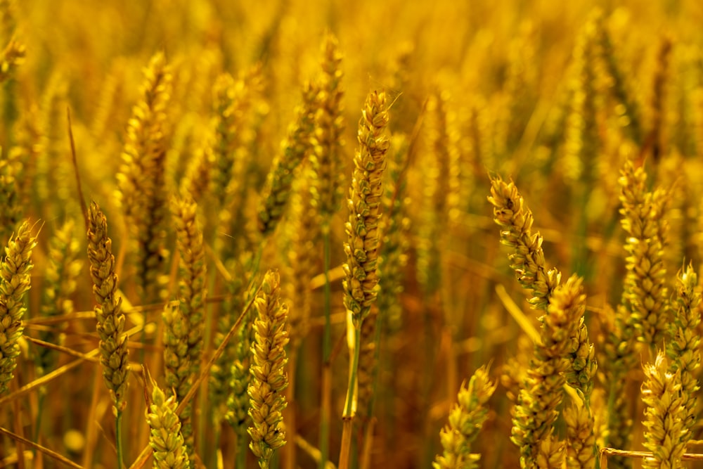 green wheat field during daytime