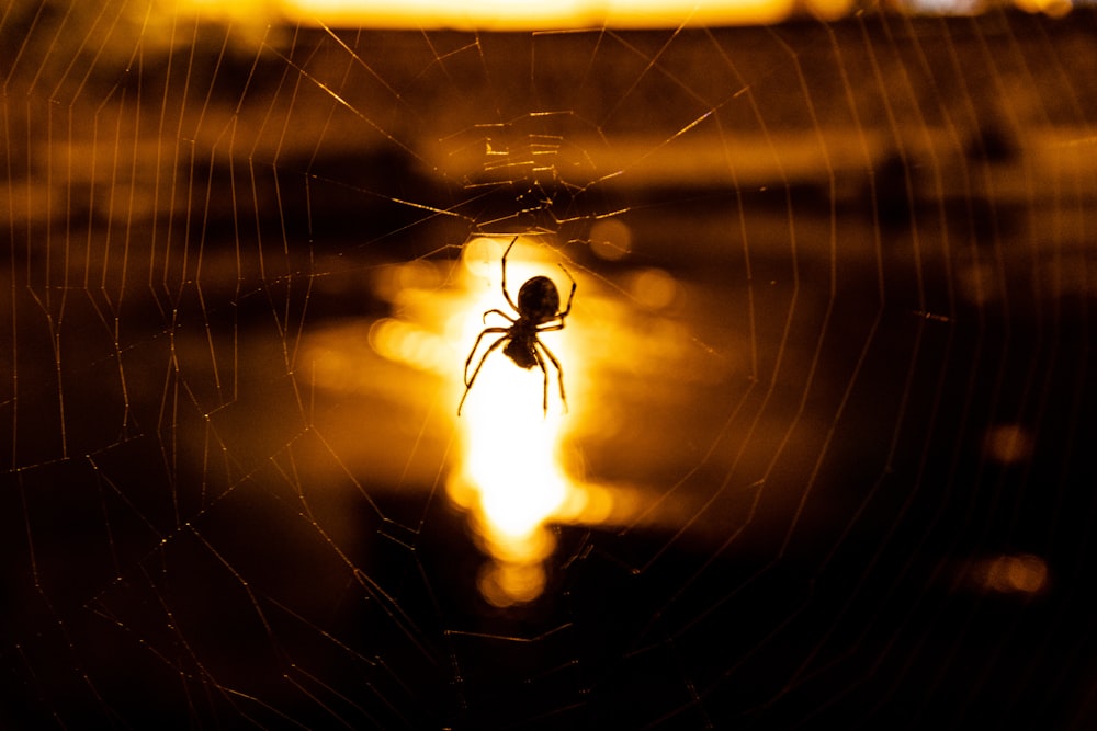 black spider on spider web in close up photography