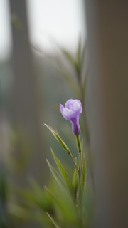 A delicate body mist spray captured mid-air with a blurred lavender background