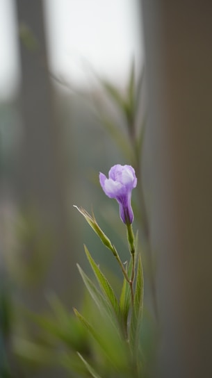 A soft lavender plant gently glowing against a neutral background, symbolizing calm and clarity in bookkeeping.