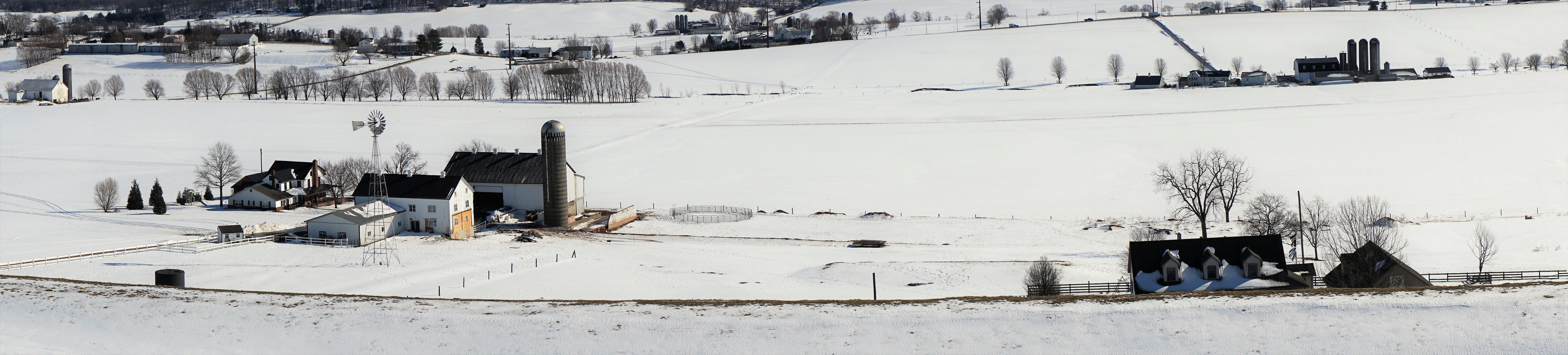 white and brown horse on snow covered ground during daytime