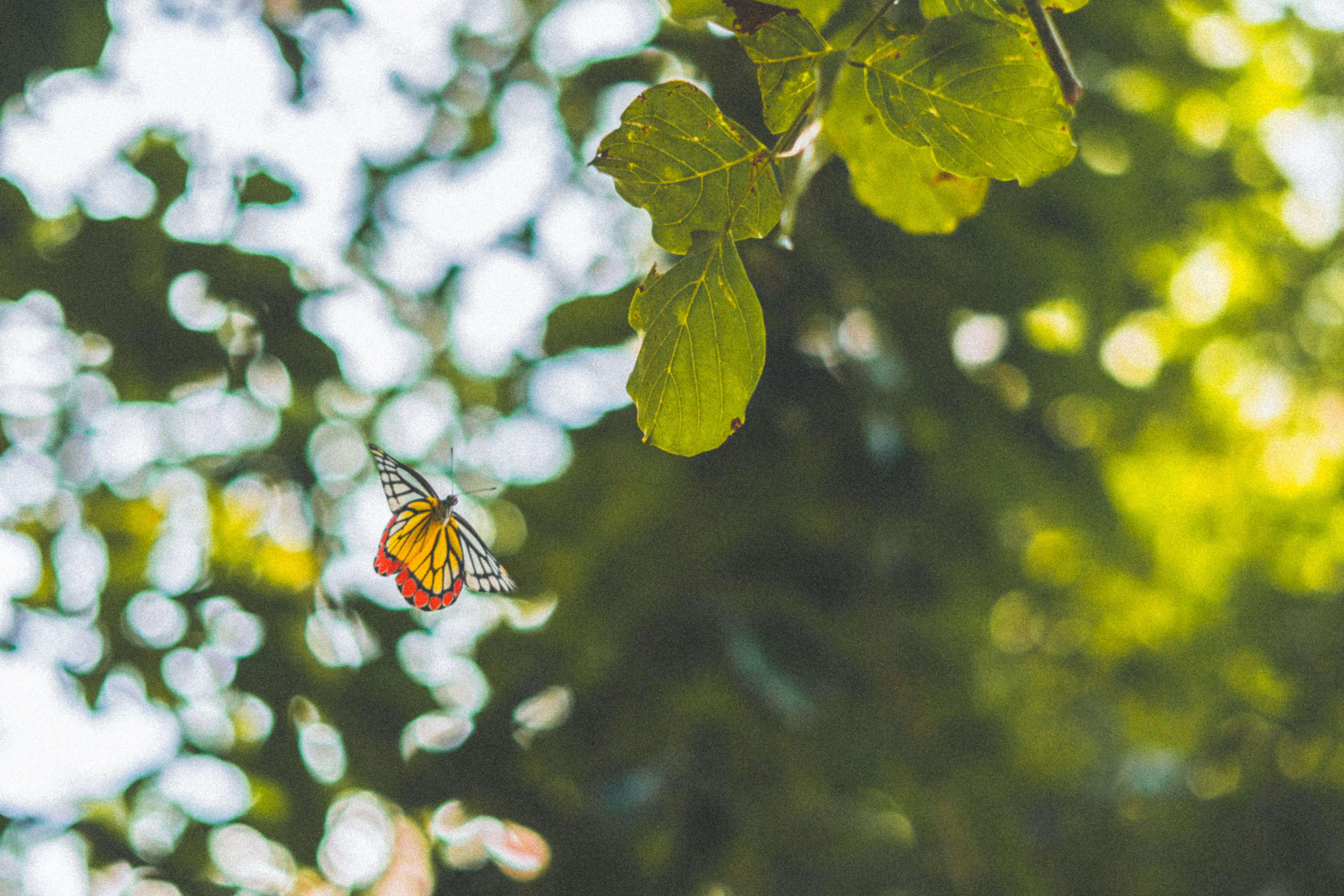 Photo by chethan_kanakamurthy