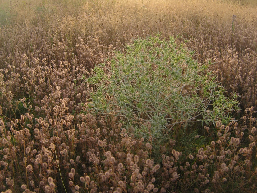 Campo in erba verde e marrone durante il giorno