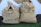 Two burlap sacks filled with coffee, labeled with text indicating they are products of El Salvador from the 2017/2018 harvest. The sacks have printing in black ink, including the words 'QUETA SHG' and crop details. They are sitting on a surface with a white background cloth and a green carpet.
