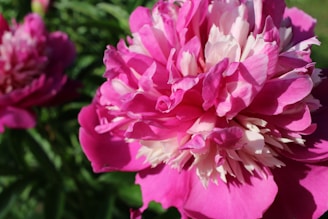 Close-up of a vibrant floral wallpaper with large peonies in shades of coral and blush