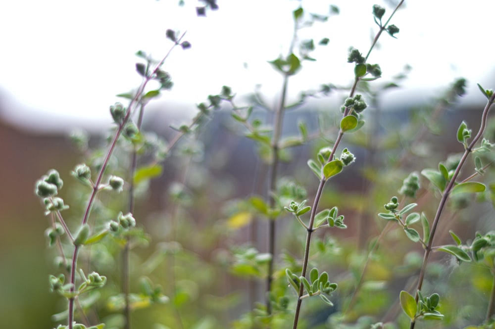 green plant in tilt shift lens