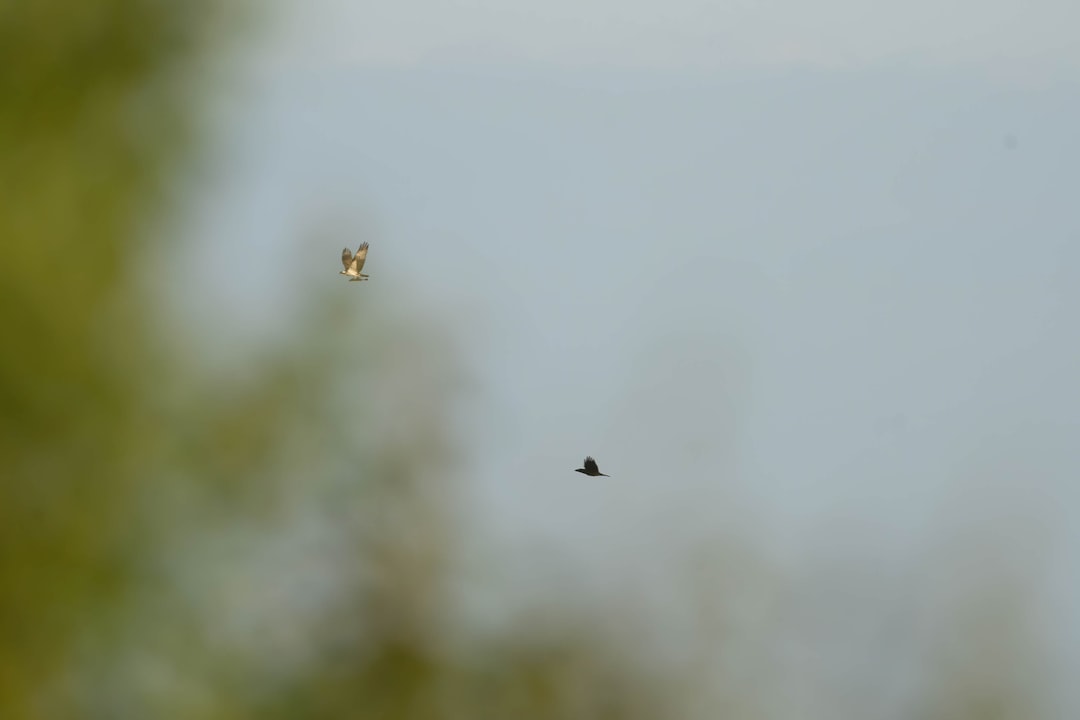 black bird flying in the sky during daytime