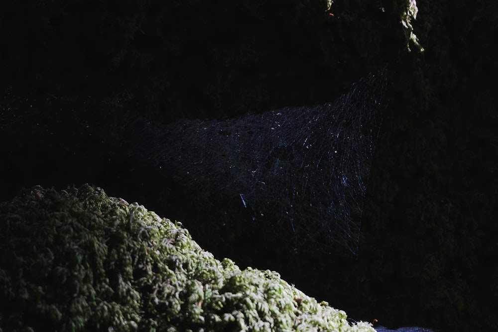 green moss on gray rock