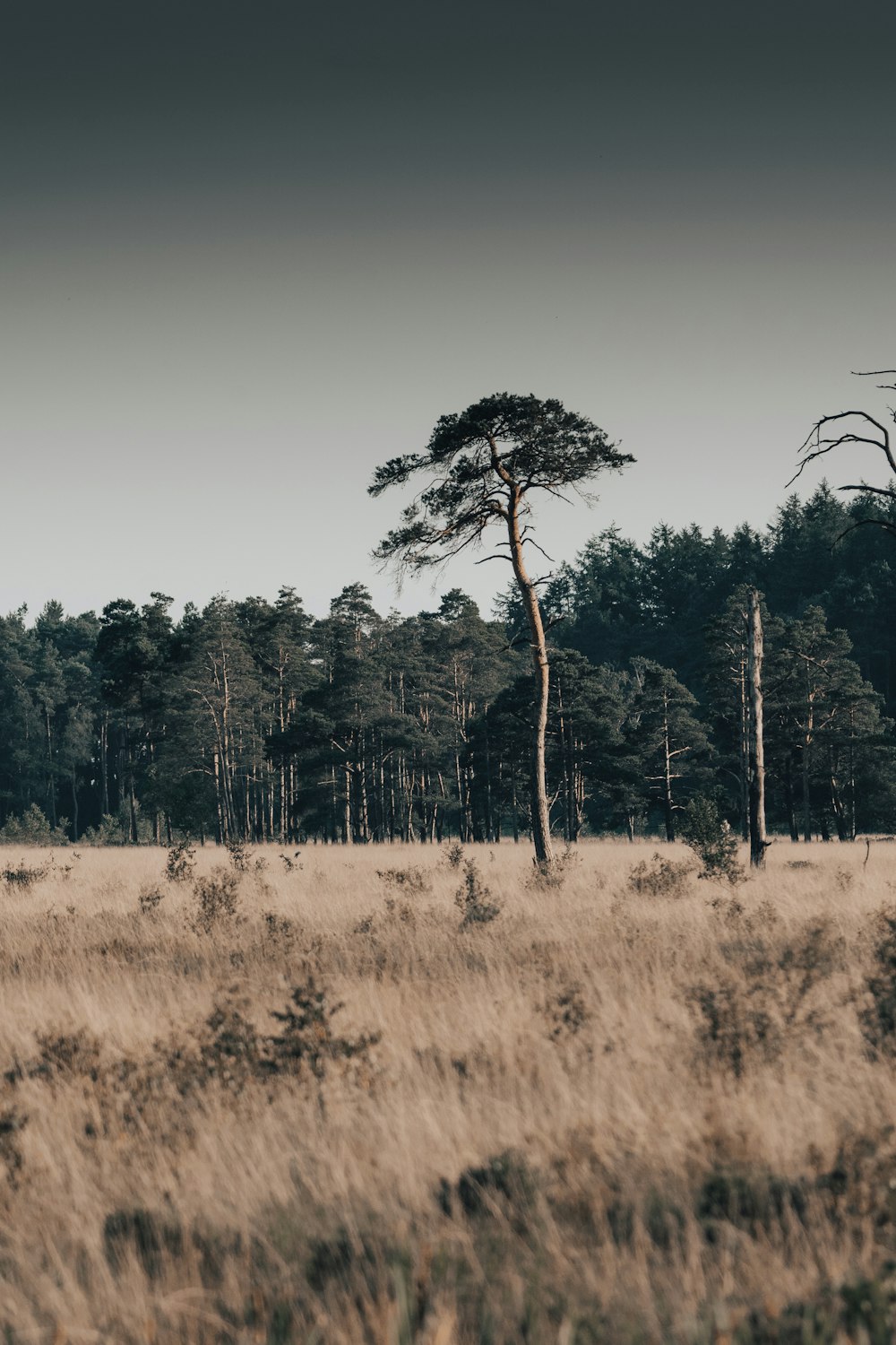 green and brown trees on brown grass field during daytime