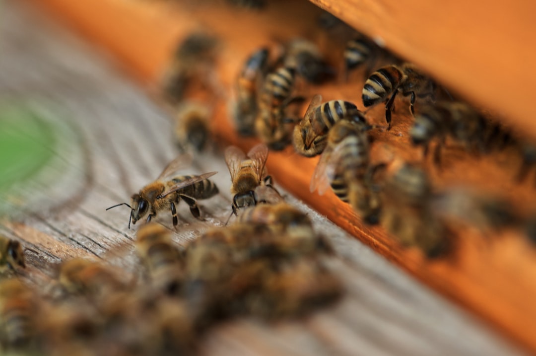 brown and black bee on orange surface