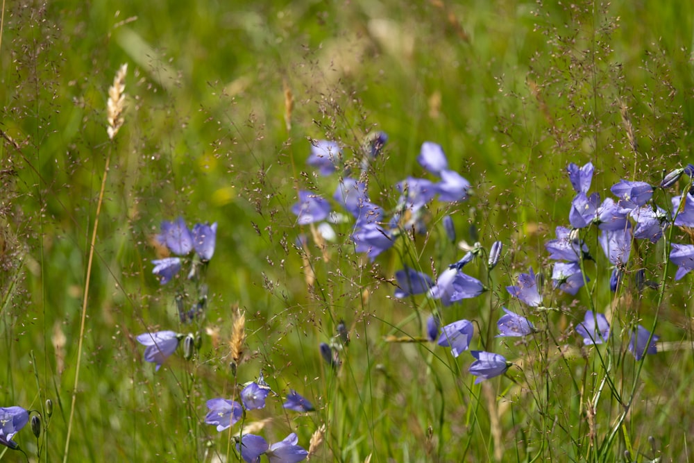 チルトシフトレンズの紫色の花