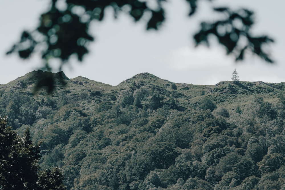 alberi verdi sulla montagna durante il giorno