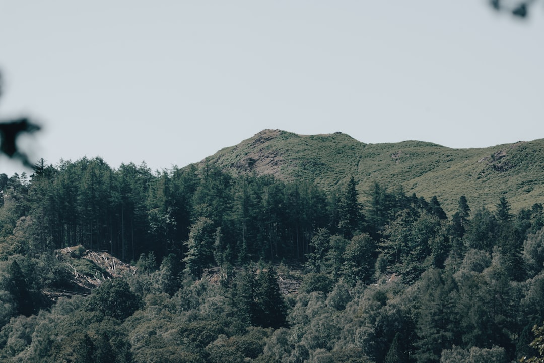 green trees on mountain during daytime