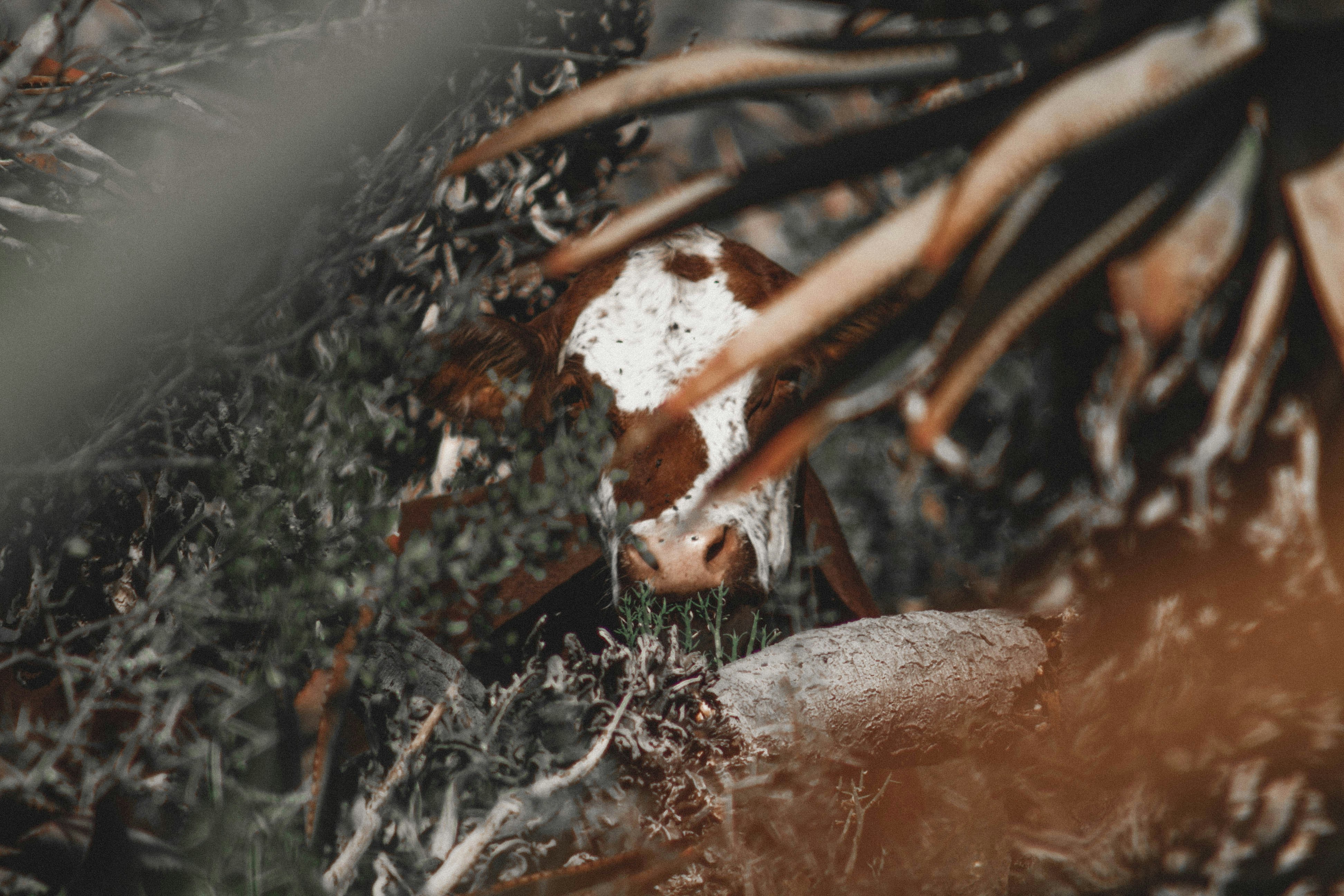 water droplets on brown tree branch