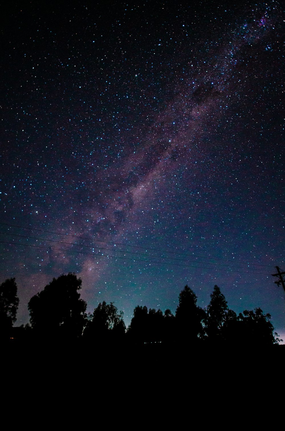 silhouette d’arbres sous la nuit étoilée