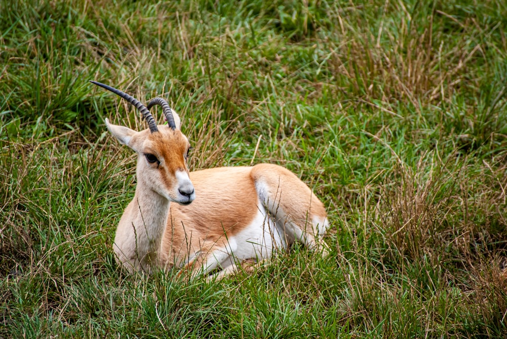 brown deer on green grass field during daytime