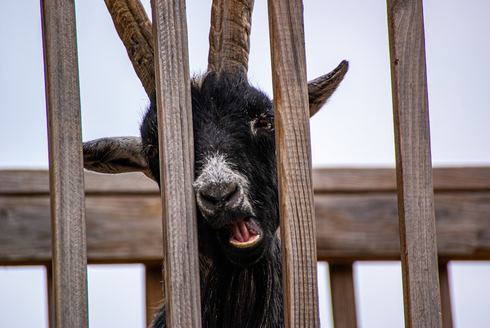 black cow in brown wooden cage