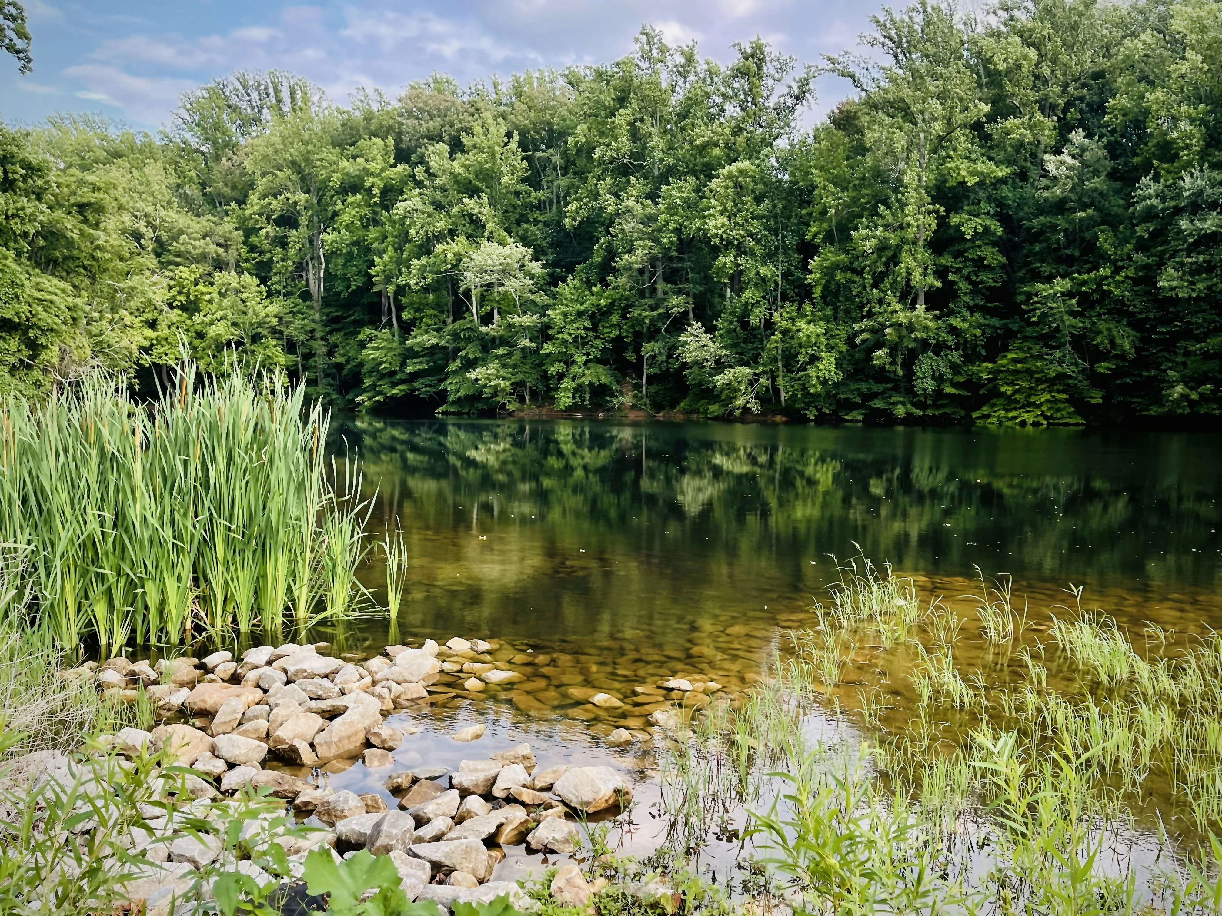 green trees beside river during daytime