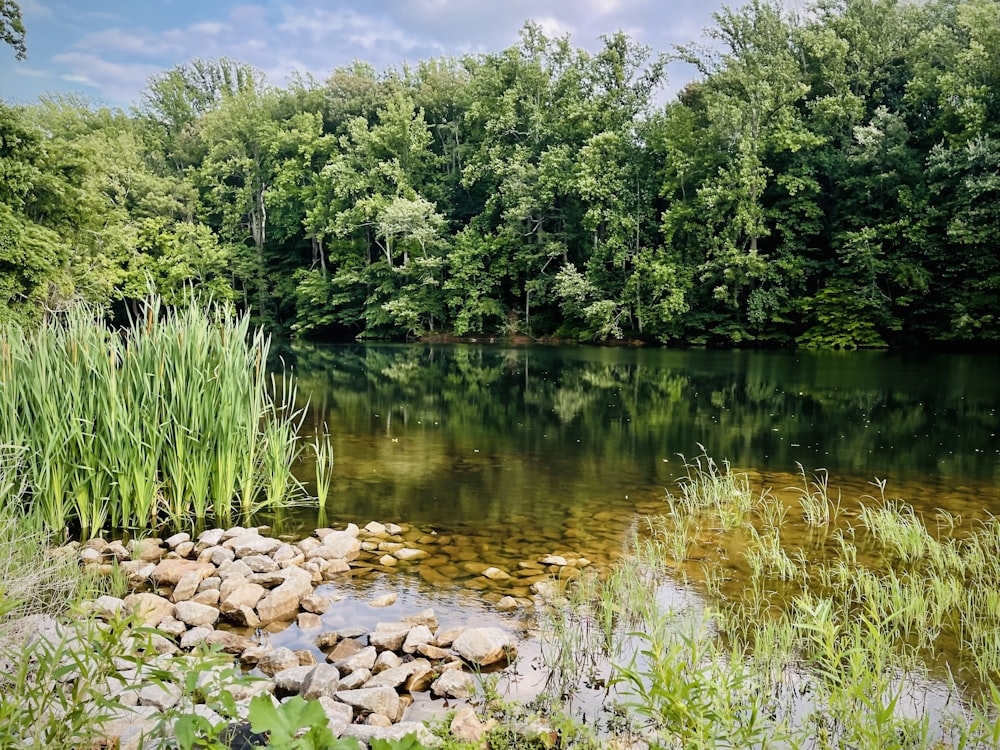 green trees beside river during daytime