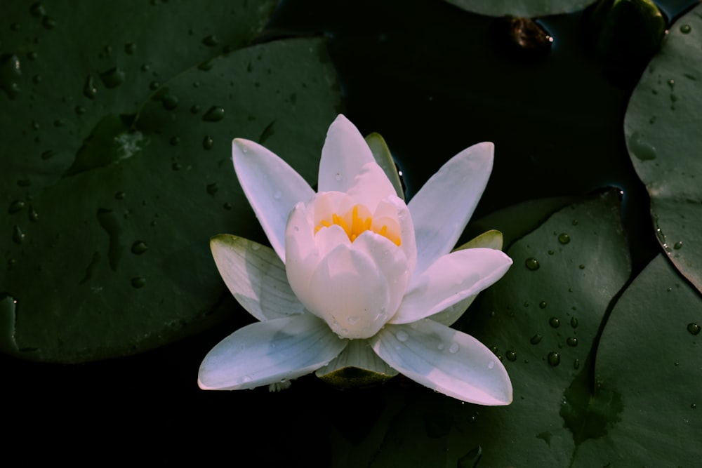 fiore di loto bianco sull'acqua