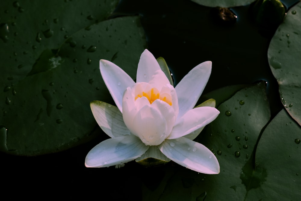 white lotus flower on water