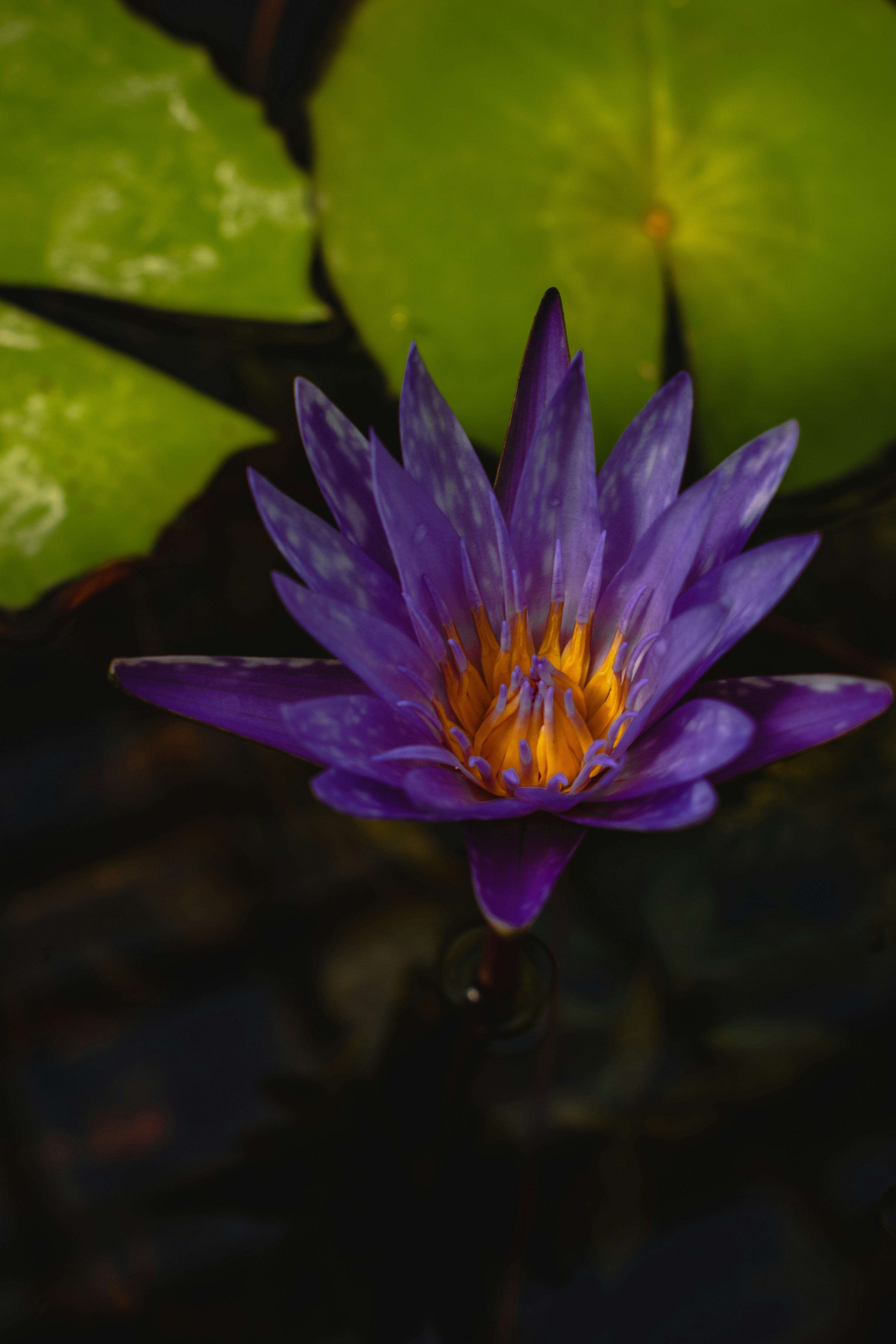 purple waterlily in bloom during daytime