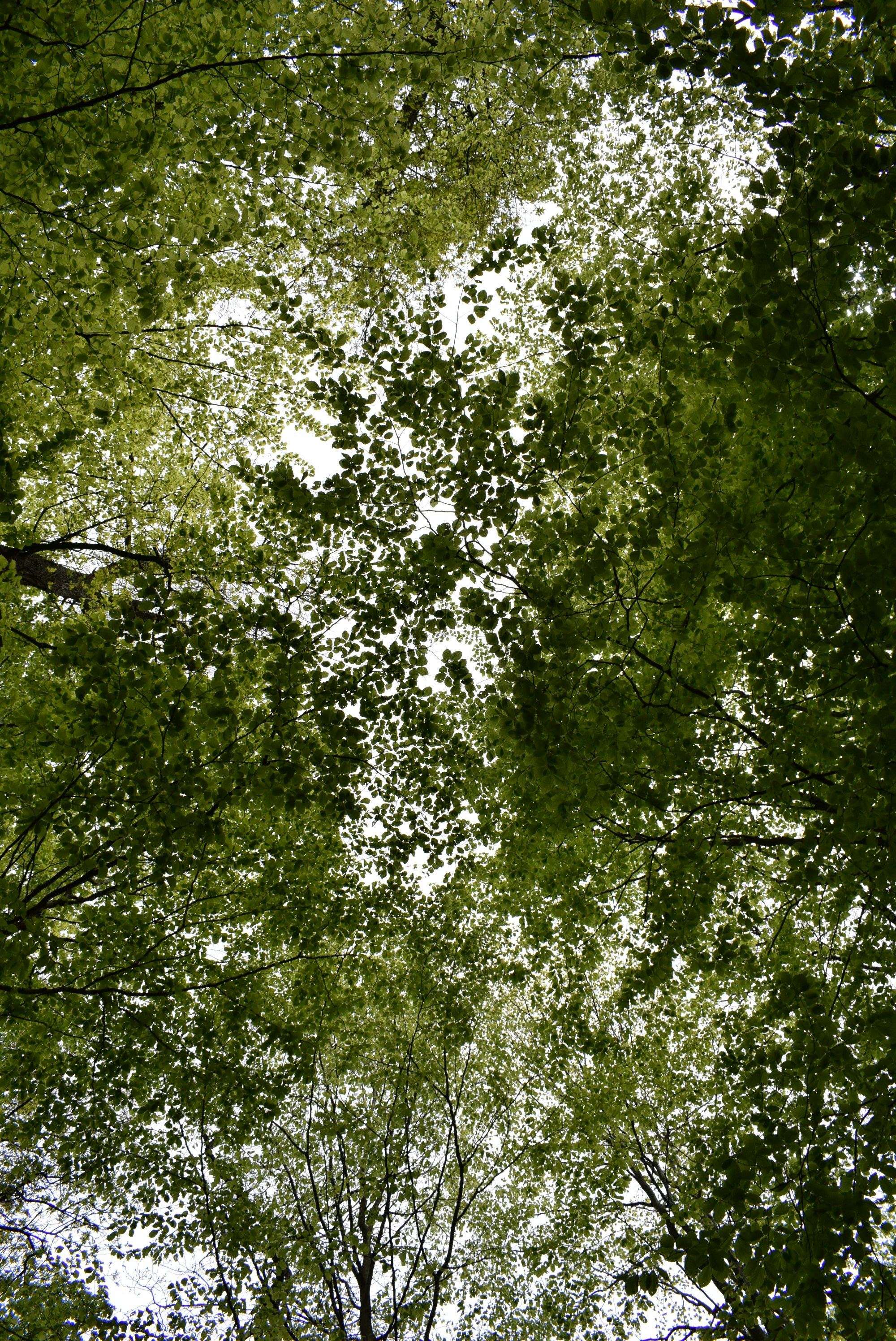 Green trees under sunny sky photo – Free Leaves background Image on ...