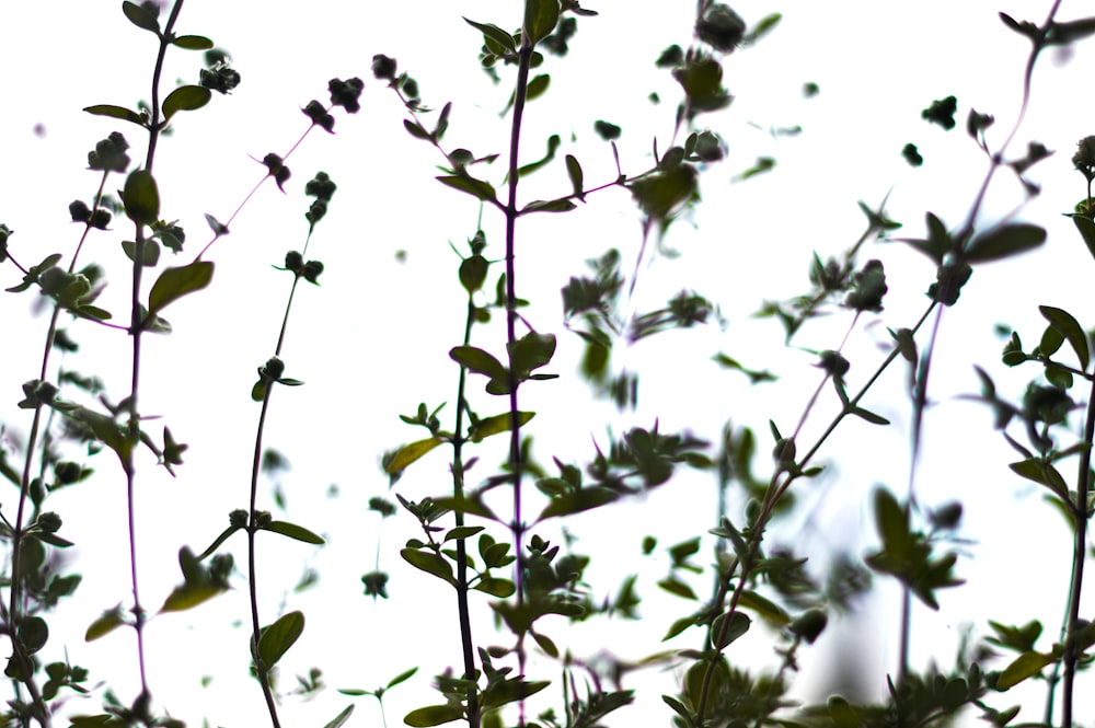 green leaves in tilt shift lens