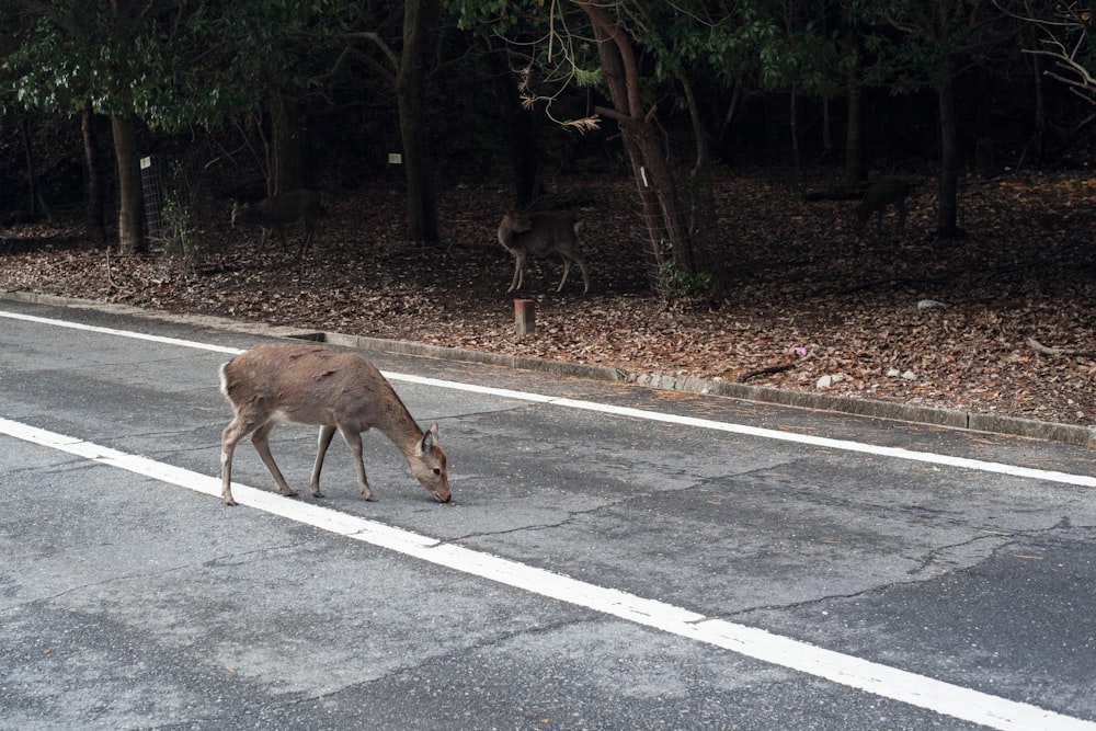 brown deer on gray asphalt road during daytime