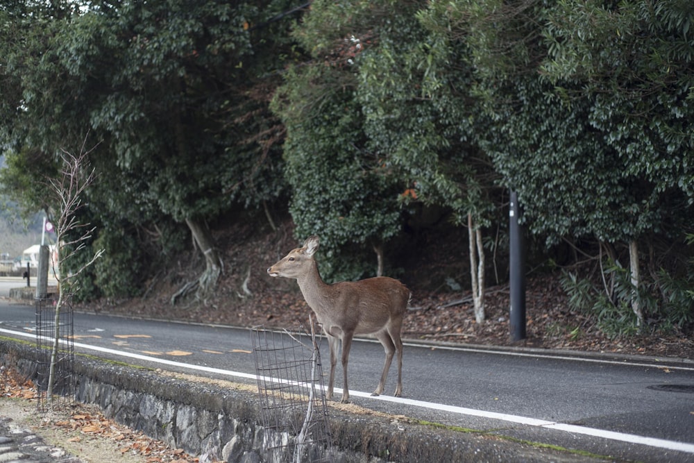 brown deer on gray asphalt road during daytime