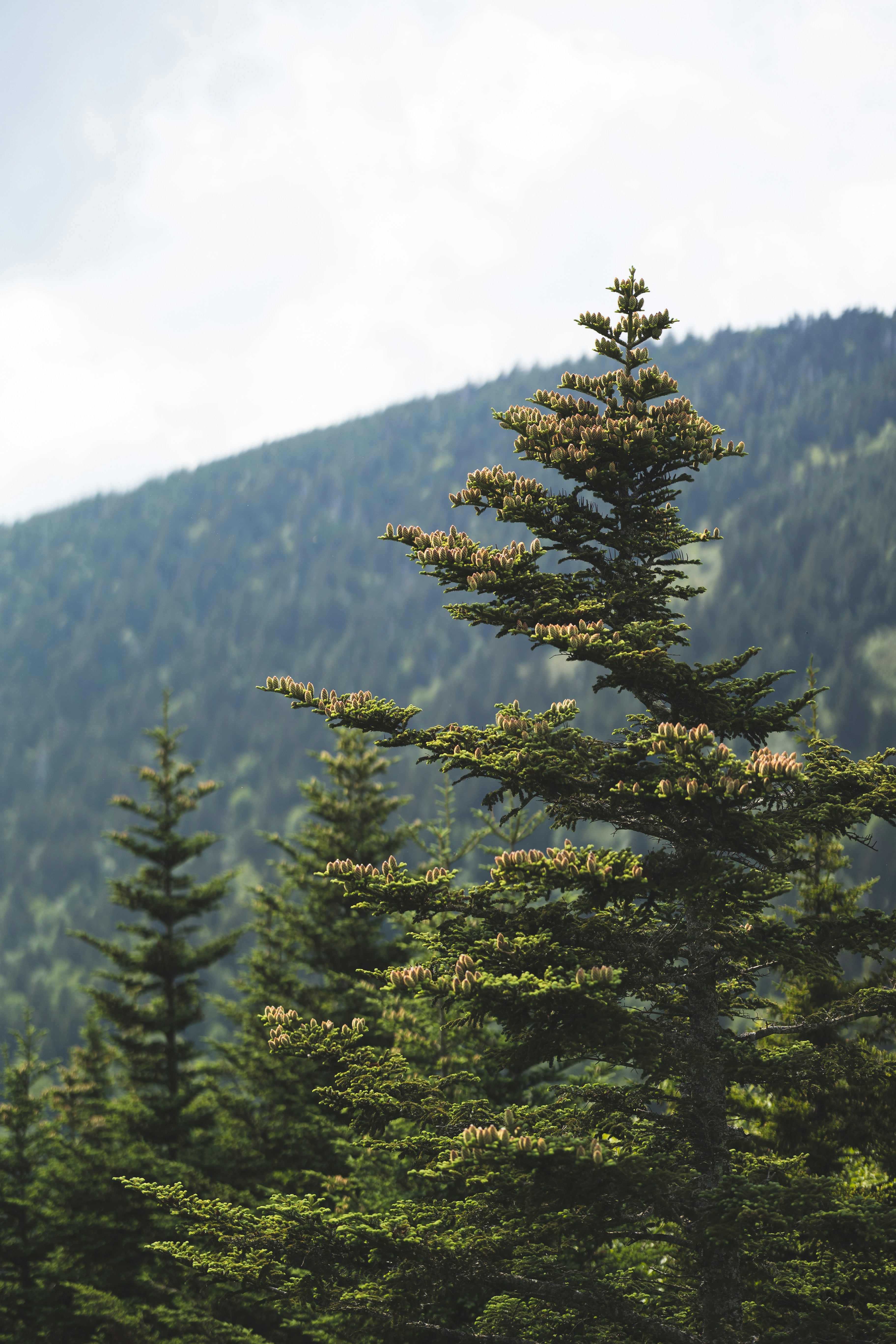 Photo by reeveswilder