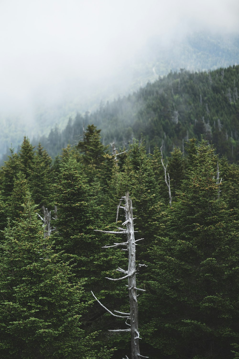 green pine trees on mountain during daytime