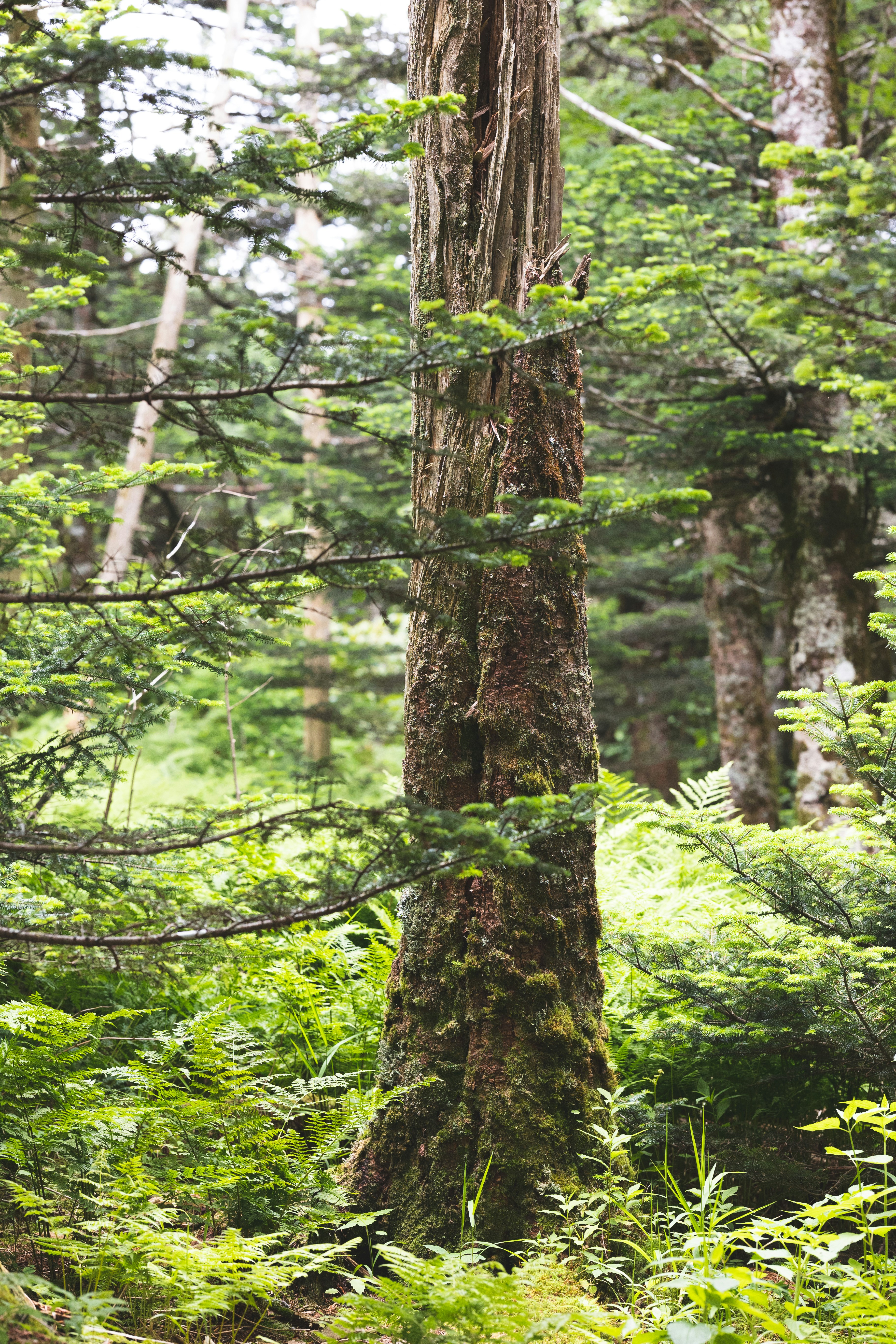 Photo by reeveswilder