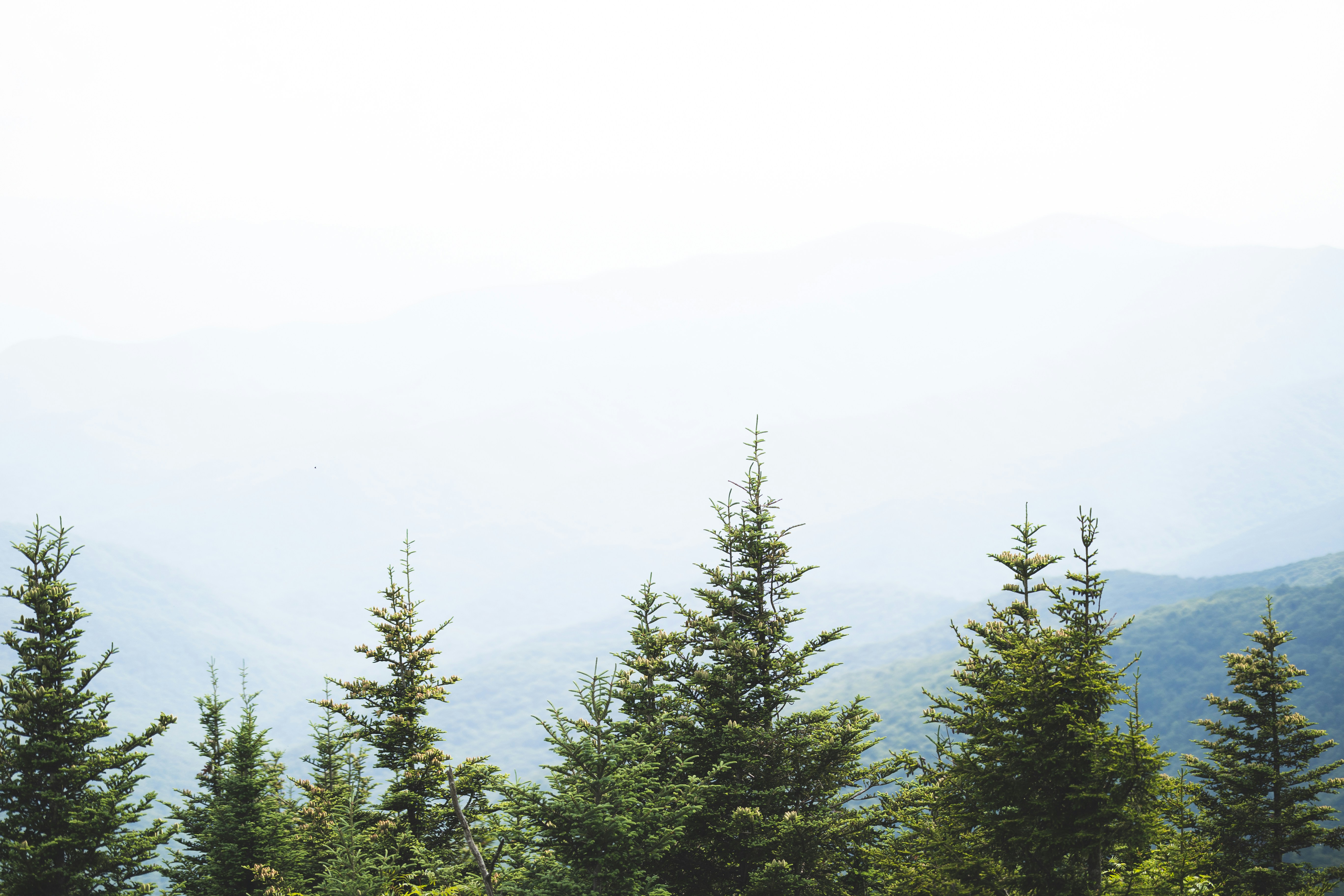 Photo by reeveswilder