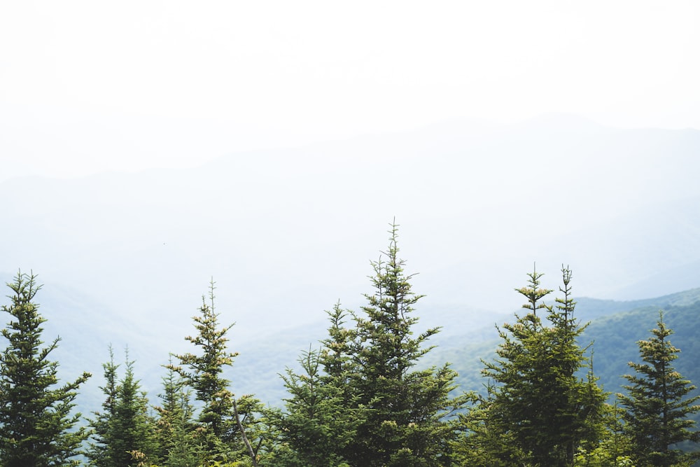 green pine trees under white sky during daytime