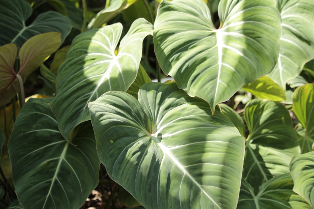 green and white leaf plant