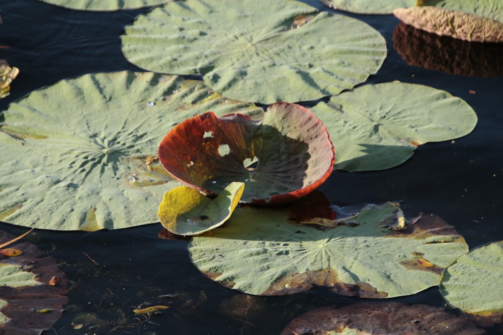 red and green leaf on water
