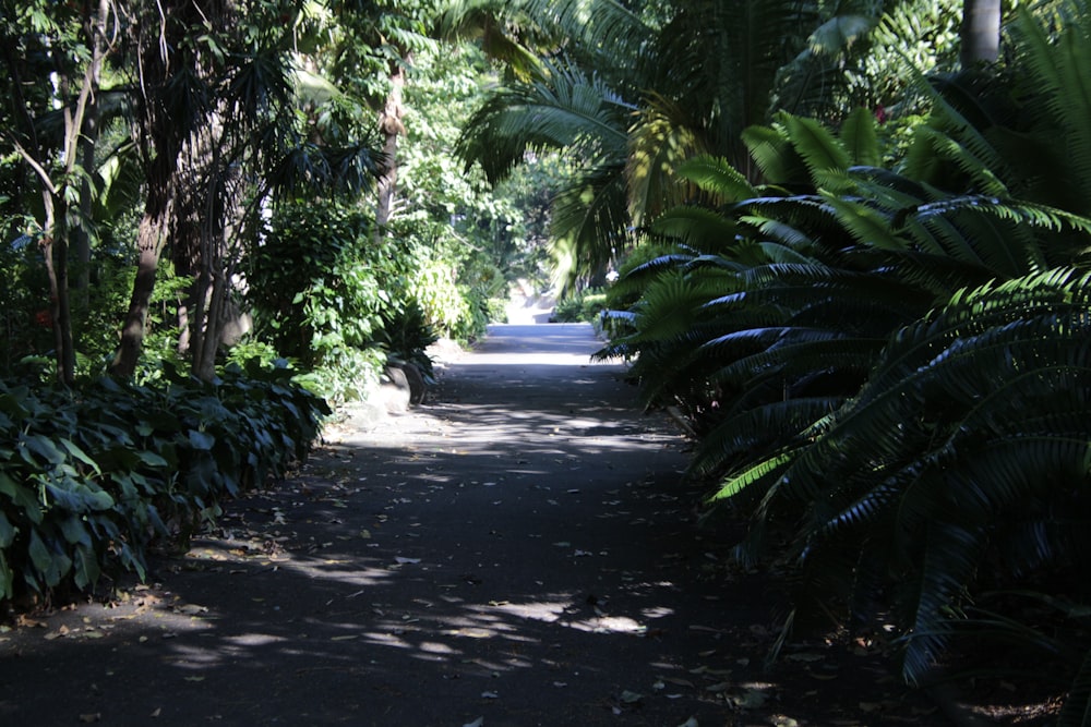 gray concrete pathway between green palm trees during daytime