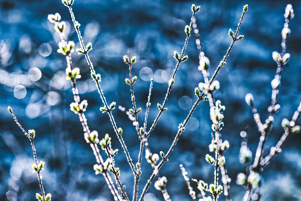 white flowers in tilt shift lens