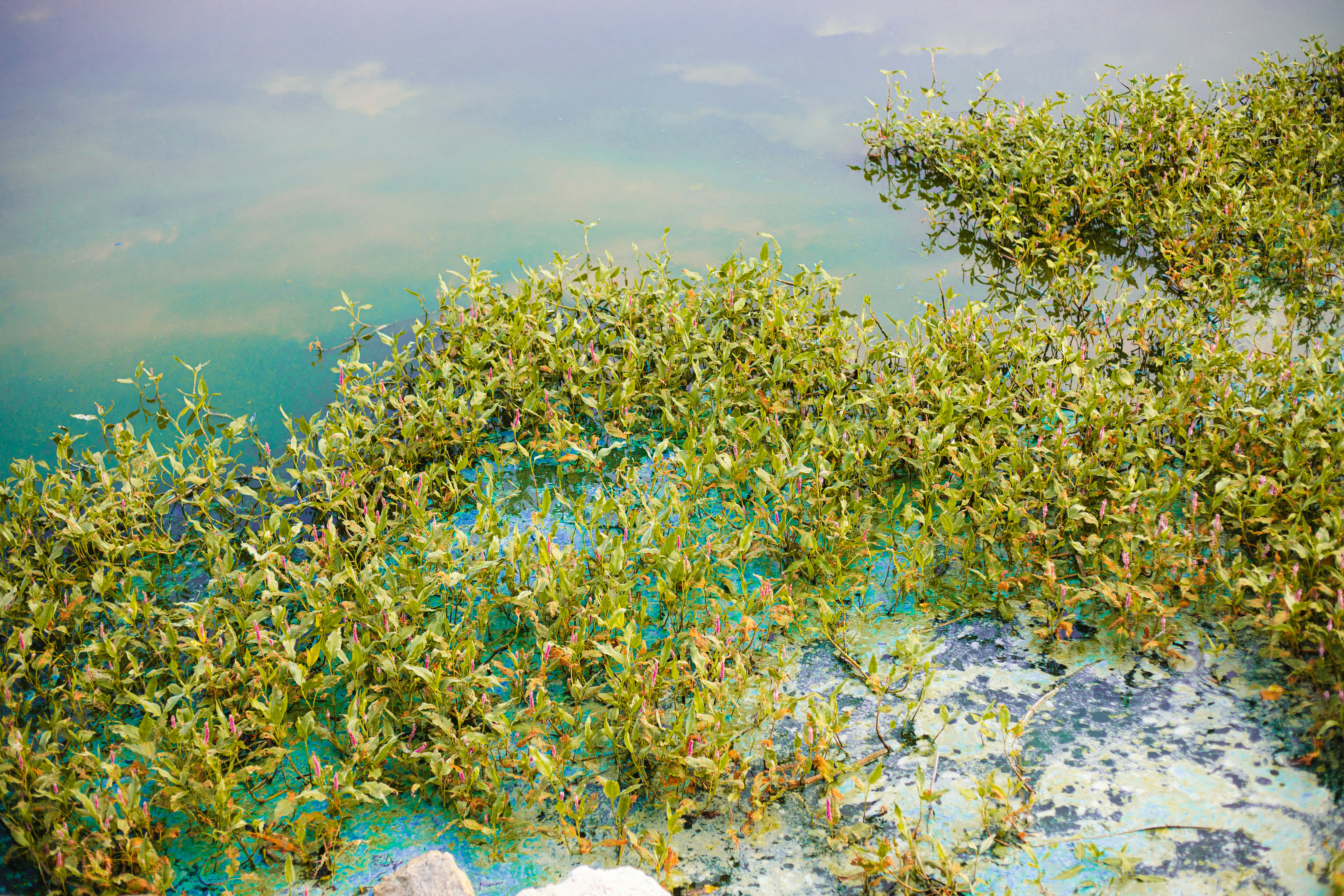 Leaf-Based Salt Factories (image credits: unsplash)