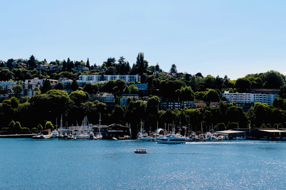 white boats on sea near green trees during daytime