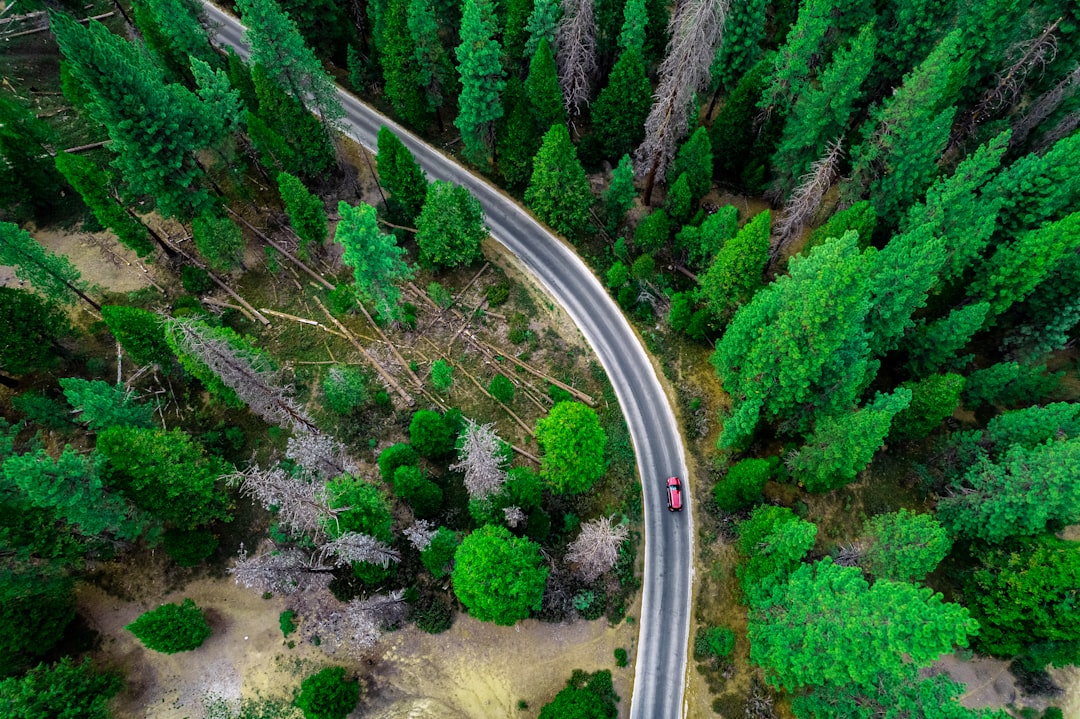 aerial view of green trees and gray road