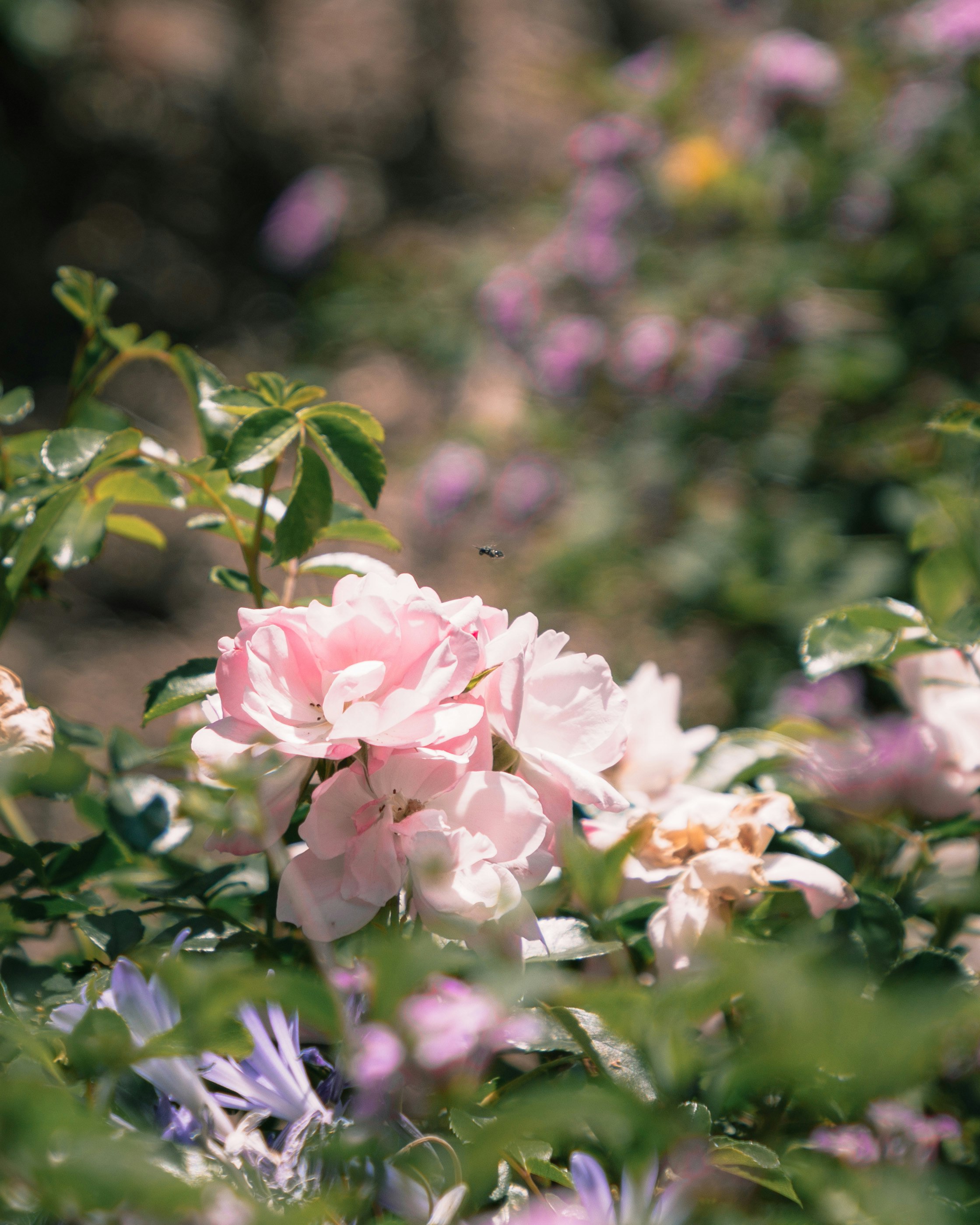 pink and white flowers in tilt shift lens