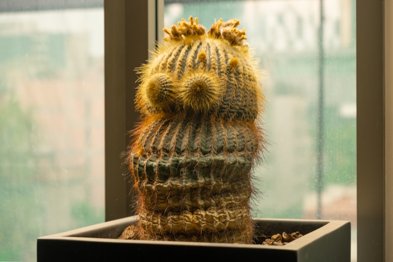 Decorative Plants.