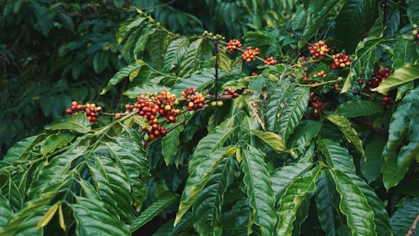 coffee plant with fruits on leaves