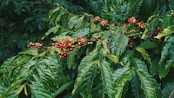 red round fruits on green leaves