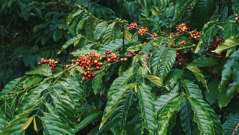 red round fruits on green leaves