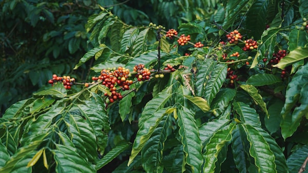 Cerejas de café vermelho maduro na planta